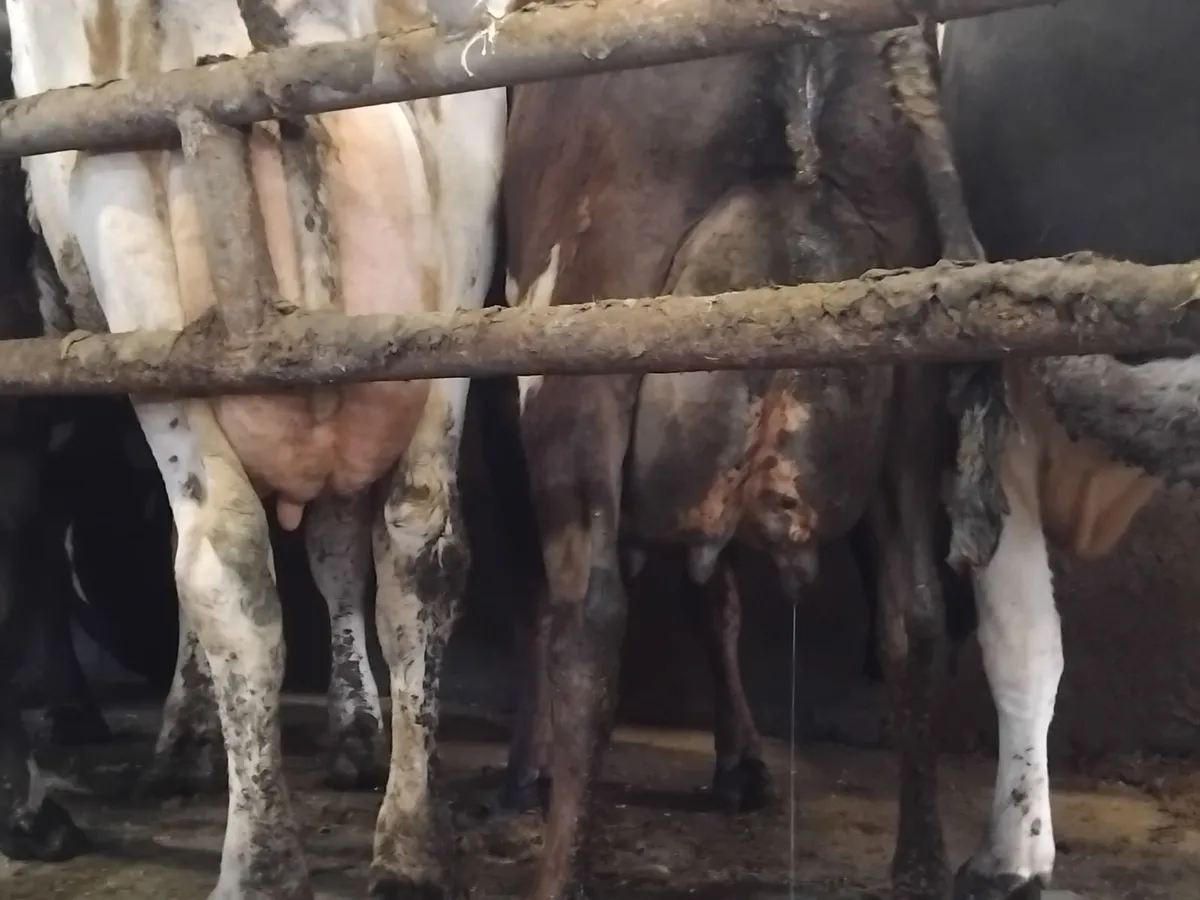 16 calfed  young  cows.clearance sale - Image 4