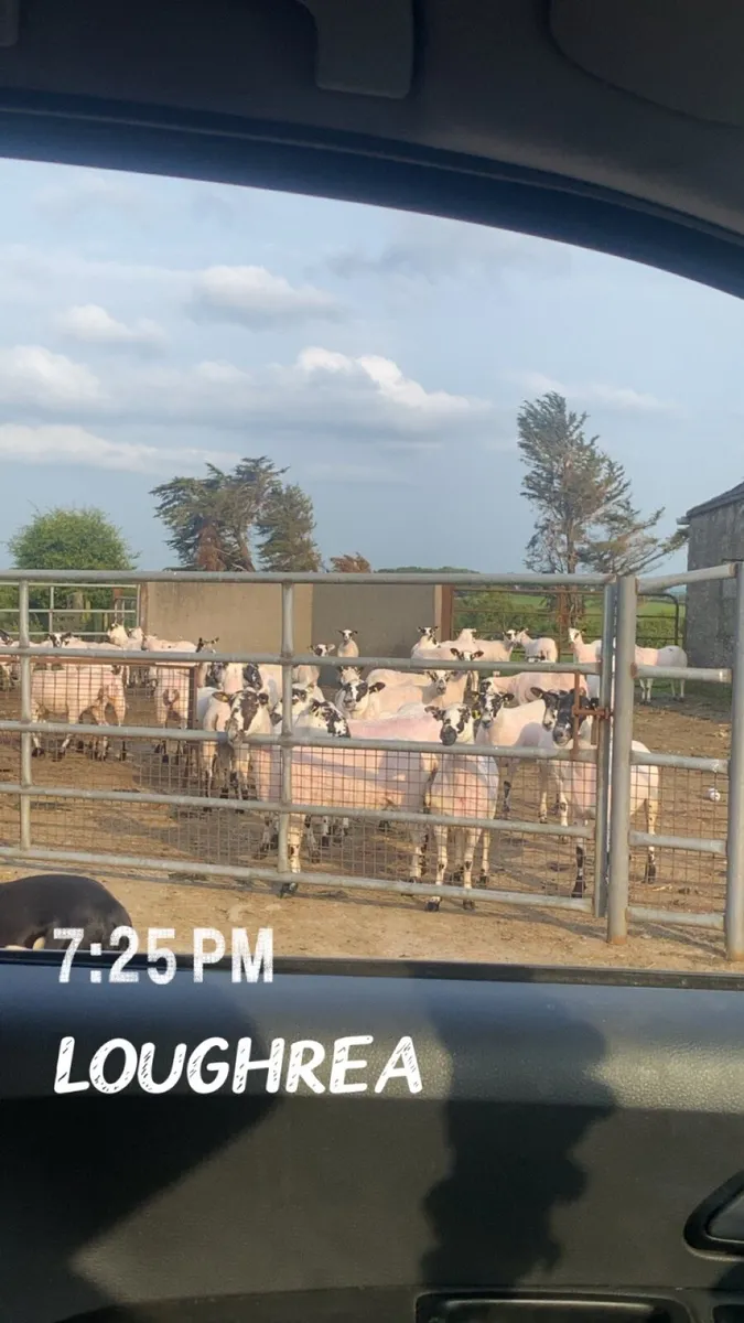 Sheep shearing 🐑 - Image 4