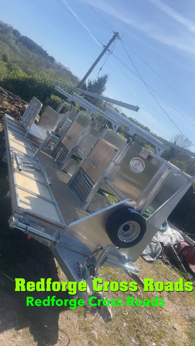 Sheep shearing 🐑 - Image 2