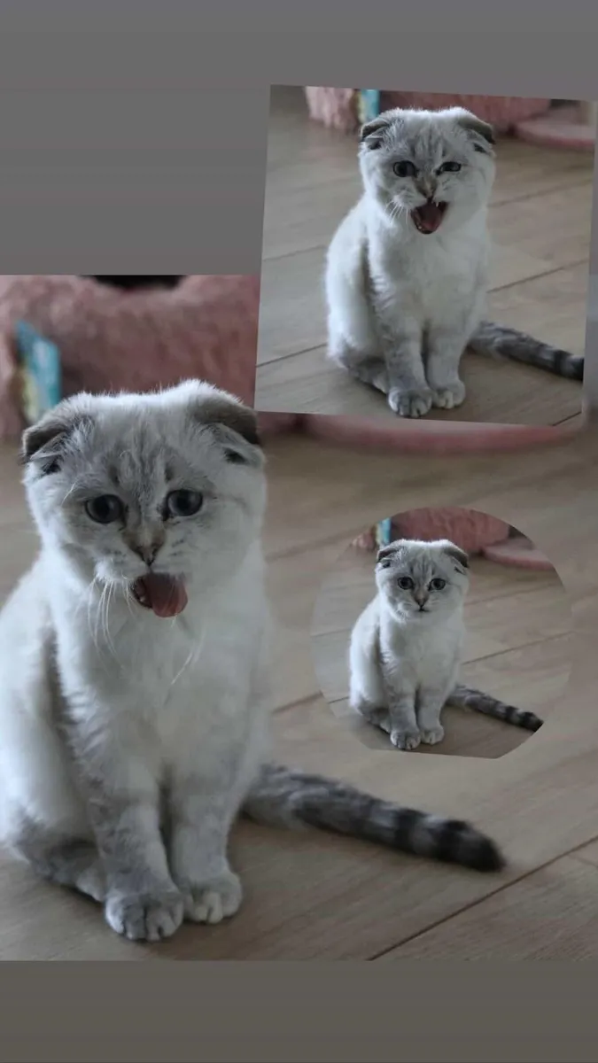 scottish fold kitten - Image 3