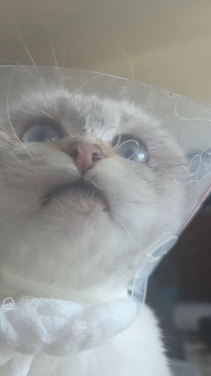 scottish fold kitten - Image 4