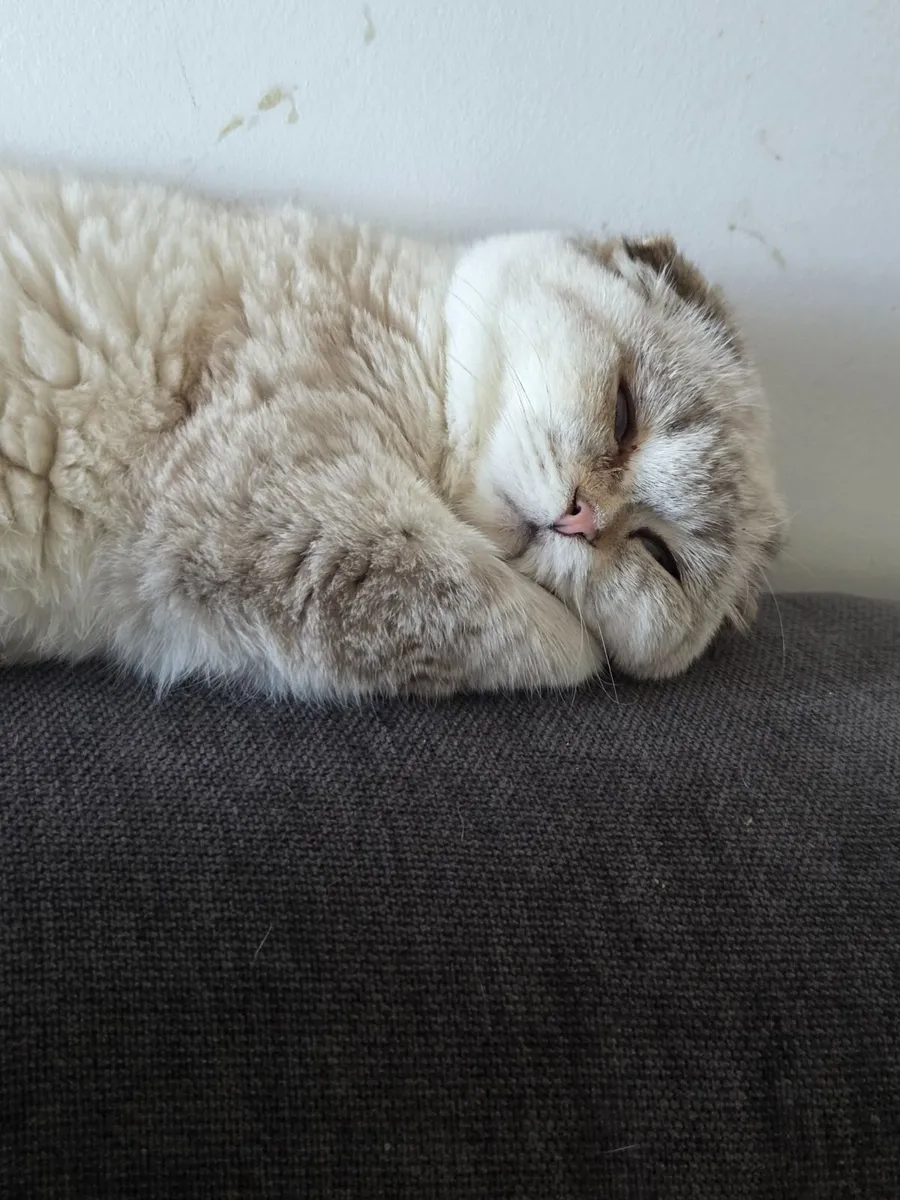 scottish fold kitten - Image 1