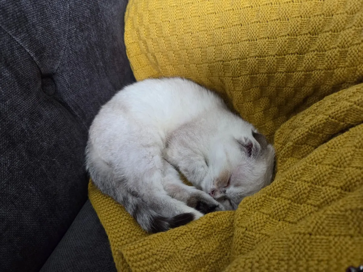 scottish fold kitten - Image 2