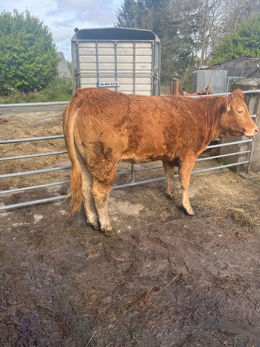 2 cow makers for Gort mart Thursday night - Image 4