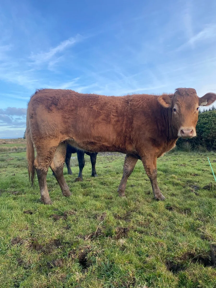 2 cow makers for Gort mart Thursday night - Image 2
