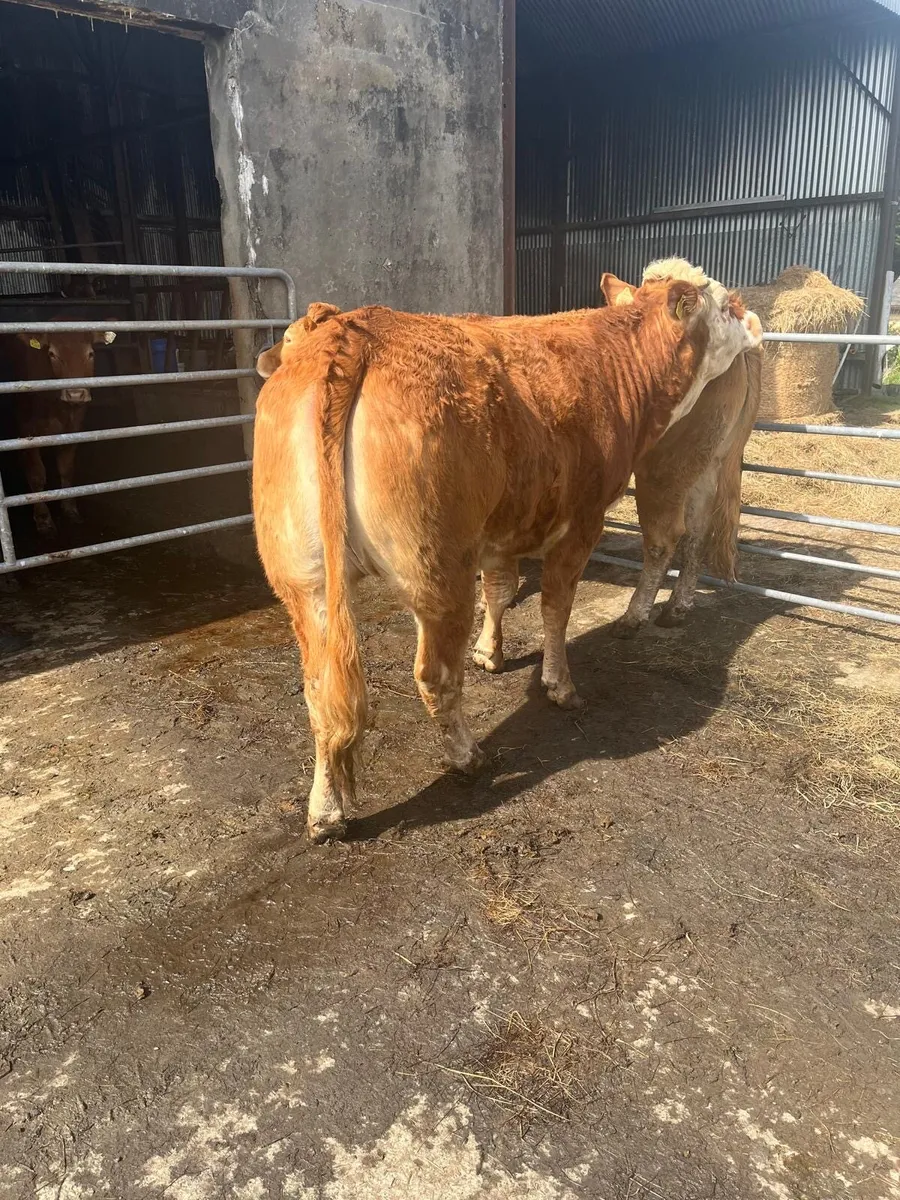 2 cow makers for Gort mart Thursday night - Image 3