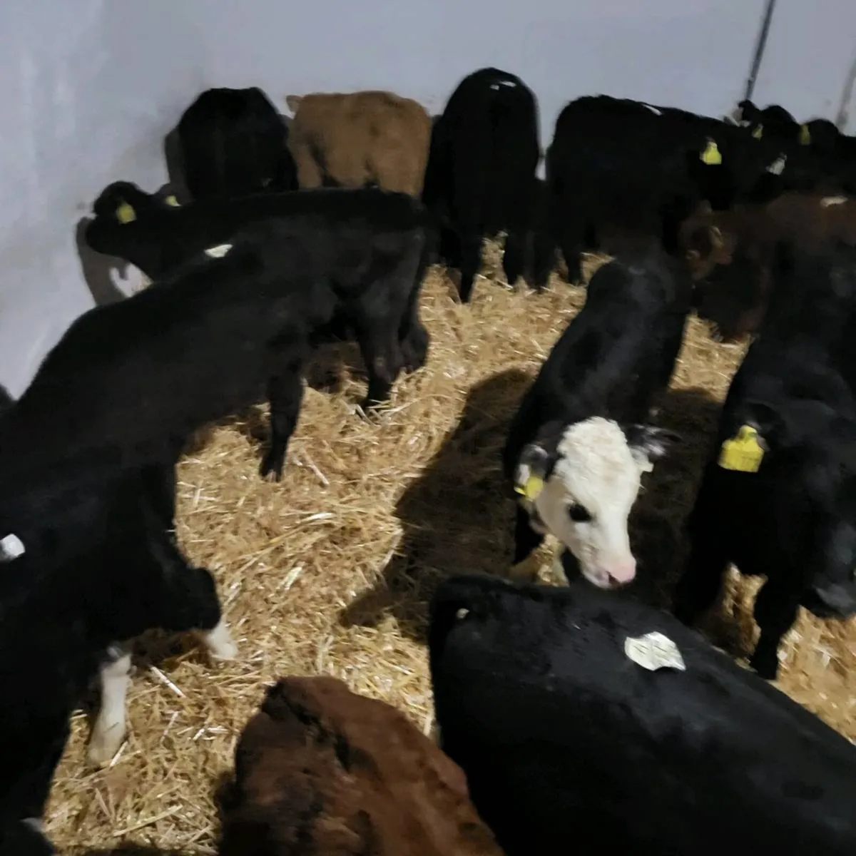 Aberdeen angus and Hereford heifer calves - Image 3
