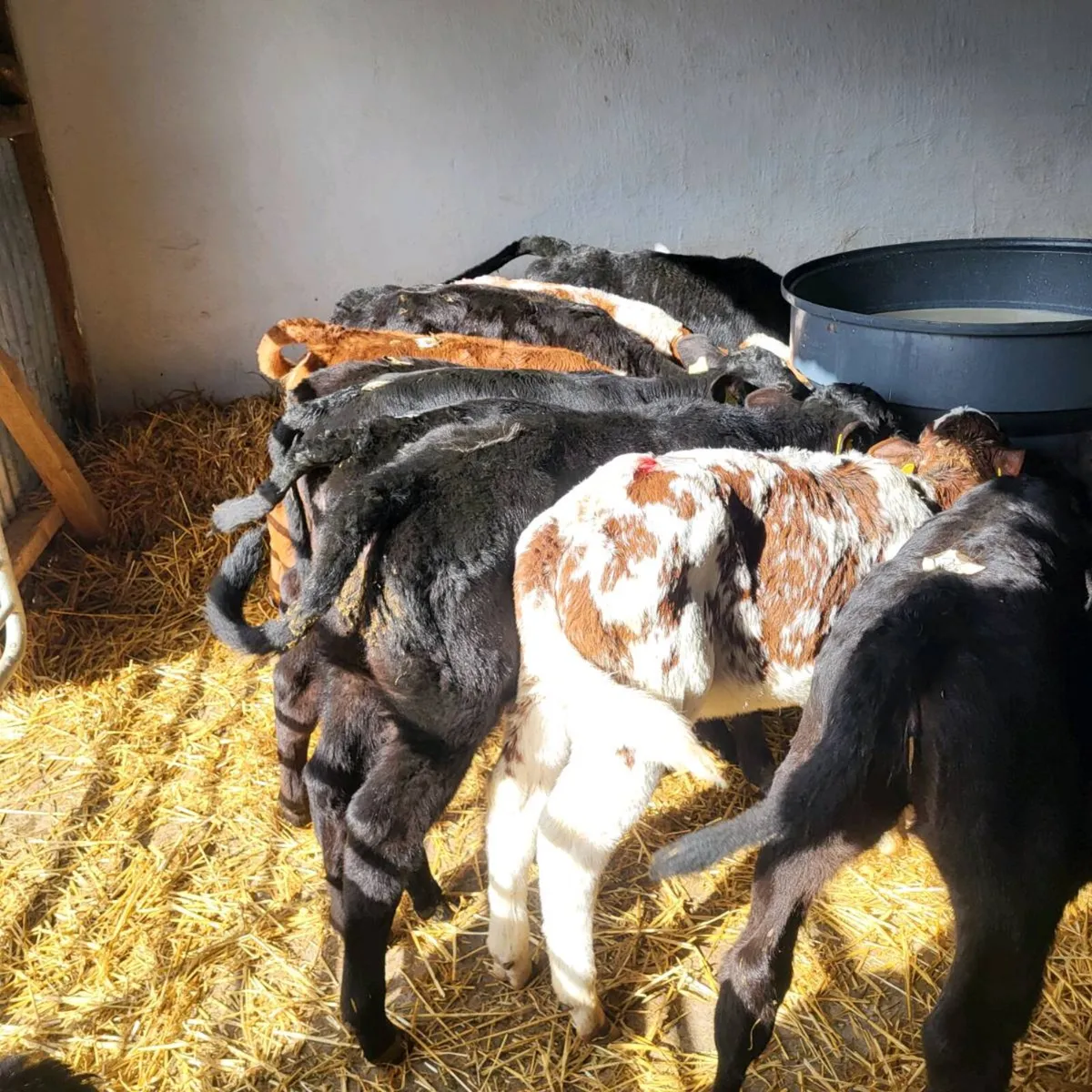 Aberdeen angus and Hereford heifer calves - Image 1
