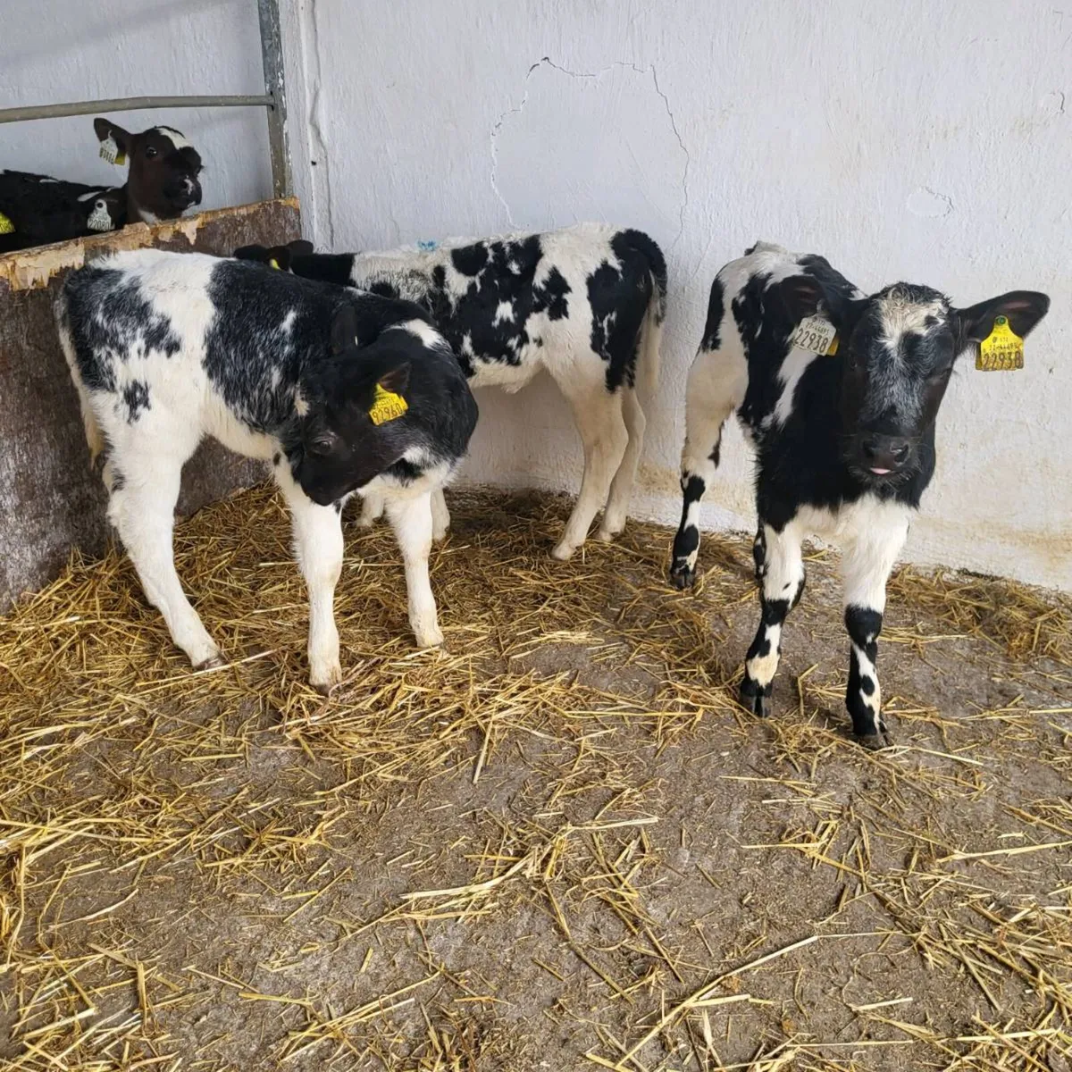 Aberdeen angus and Hereford heifer calves - Image 4