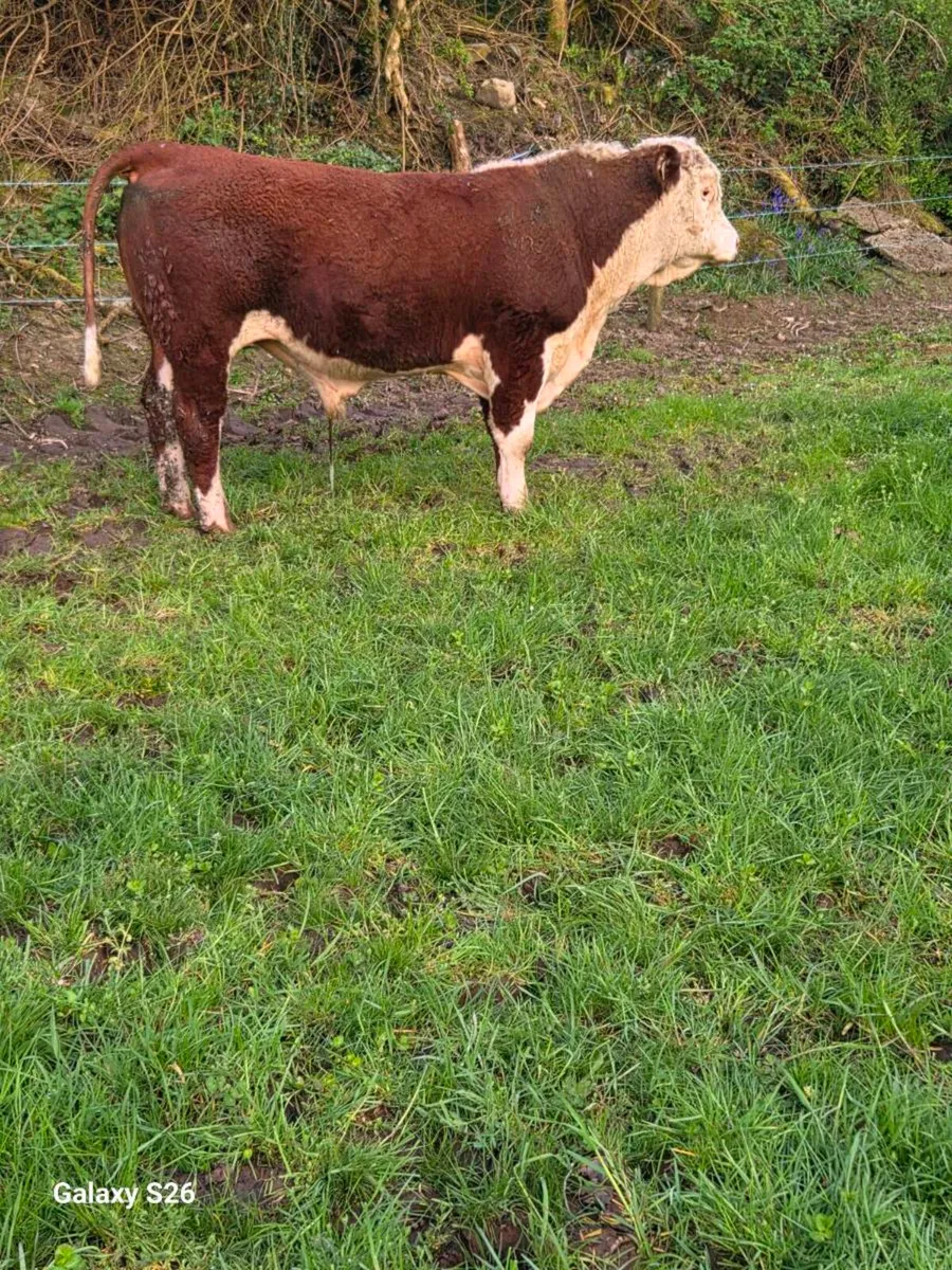 PBR Hereford bull - Image 2