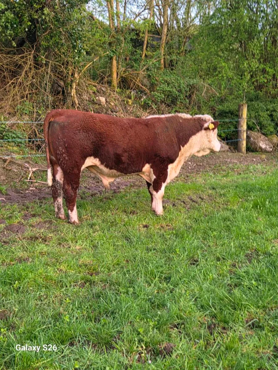 PBR Hereford bull - Image 1
