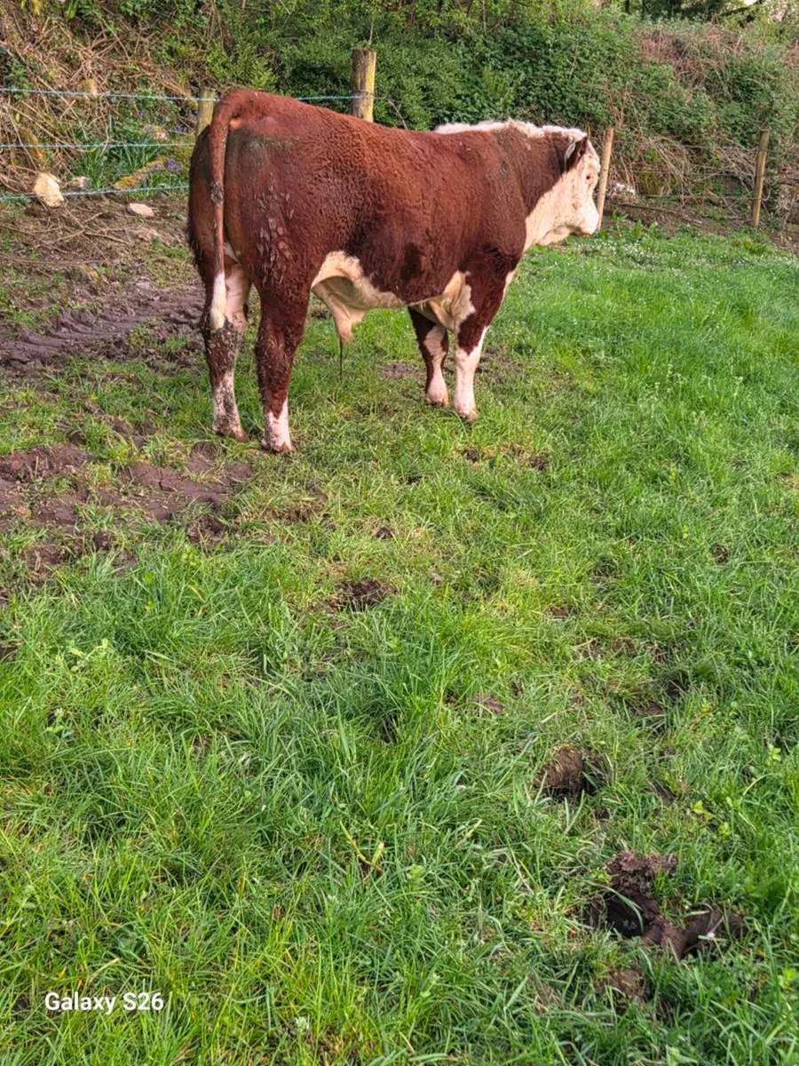PBR Hereford bull - Image 3