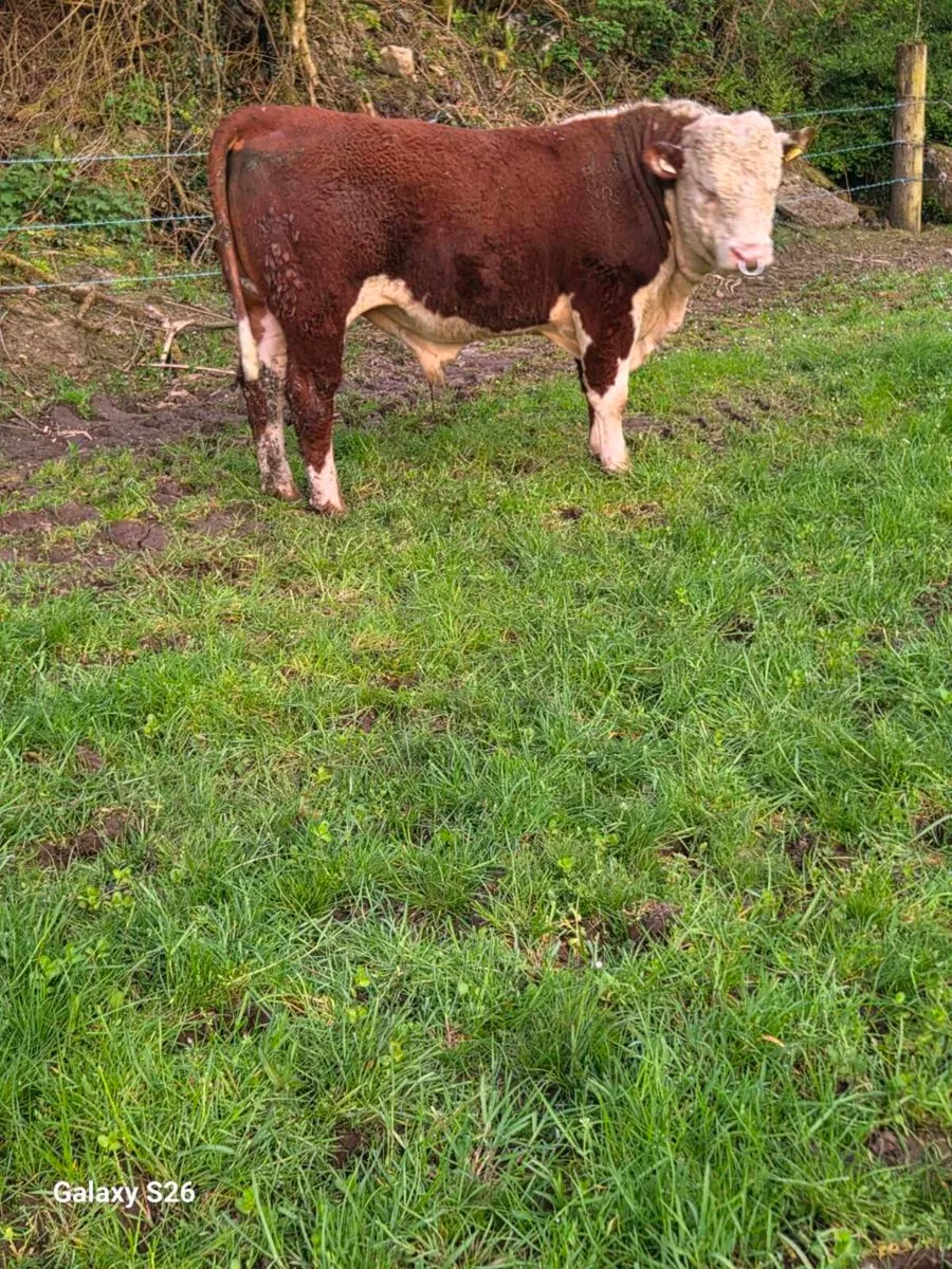 PBR Hereford bull - Image 4