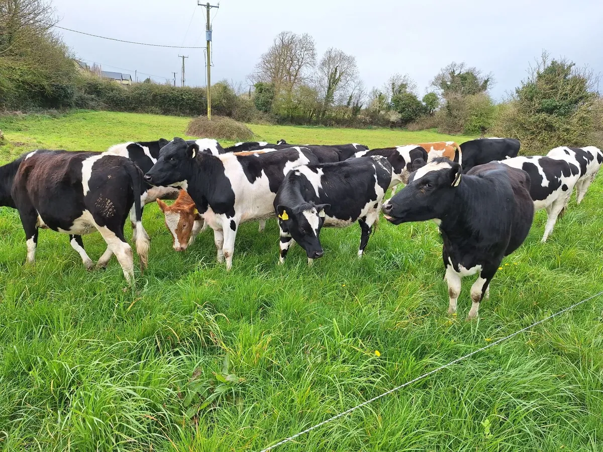 13 holstein friesian maiden heifers - Image 3