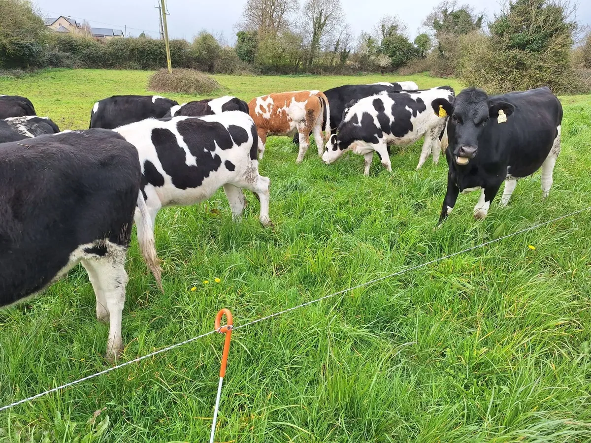13 holstein friesian maiden heifers - Image 4
