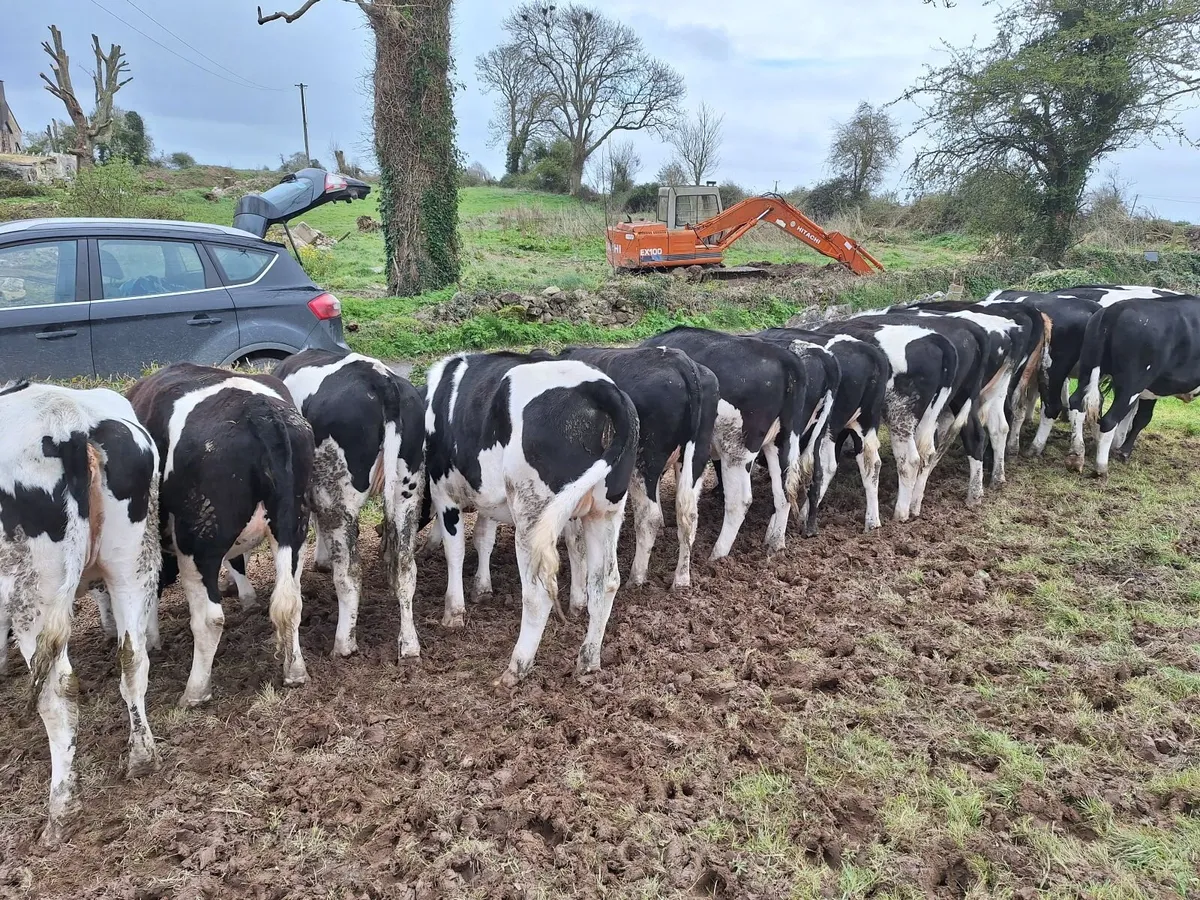 13 holstein friesian maiden heifers - Image 1