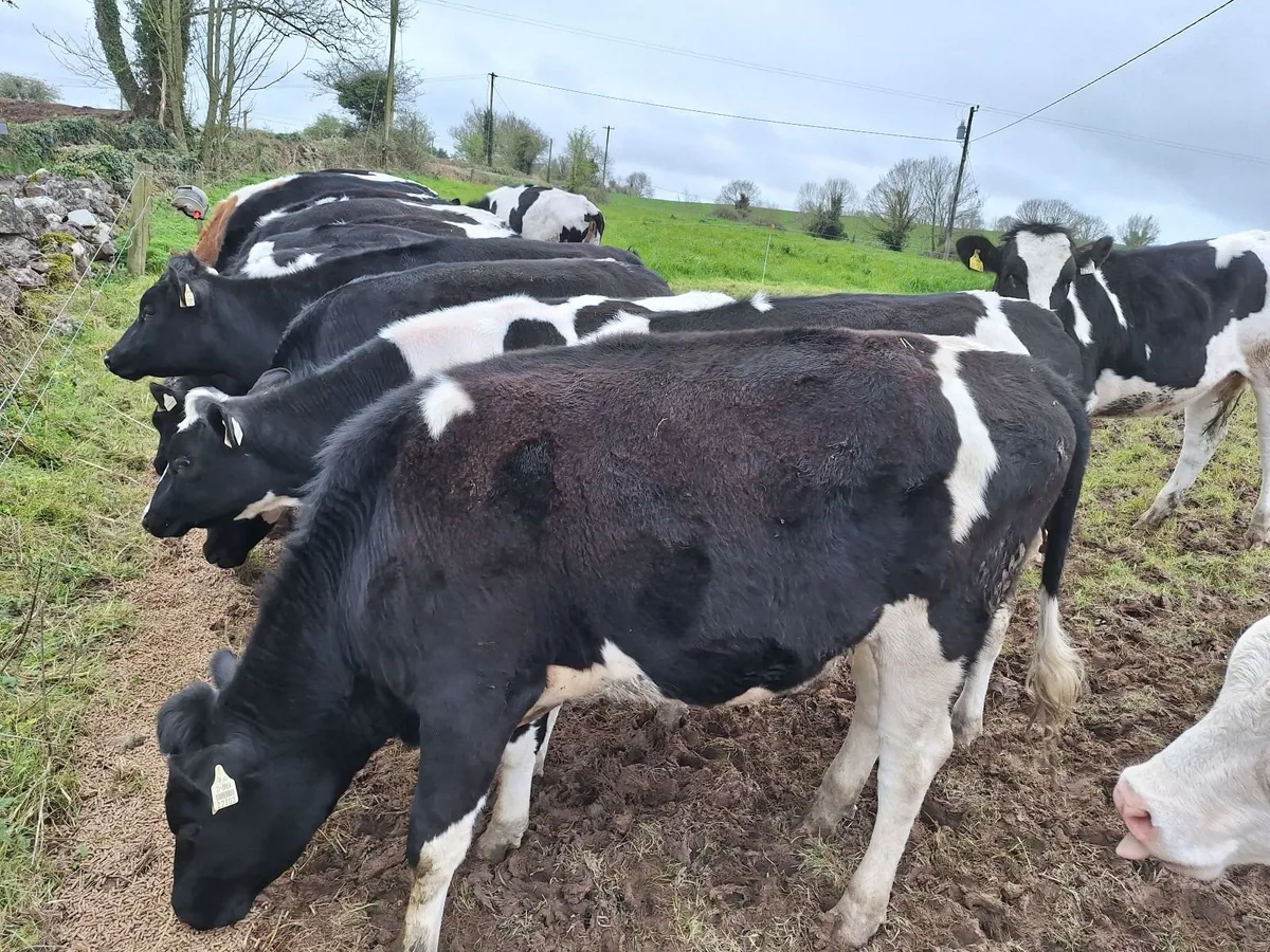13 holstein friesian maiden heifers - Image 2