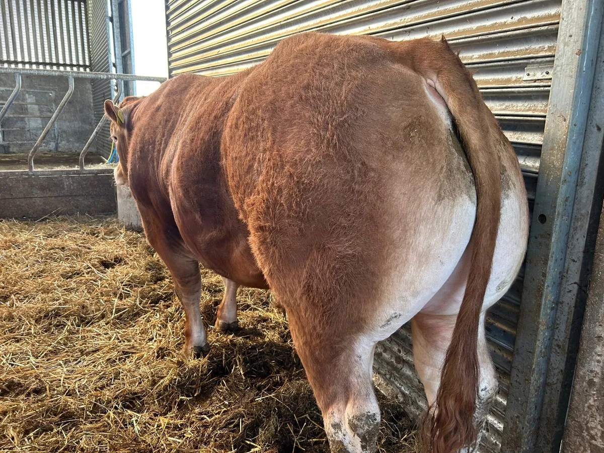 Limousin Bull - Image 3