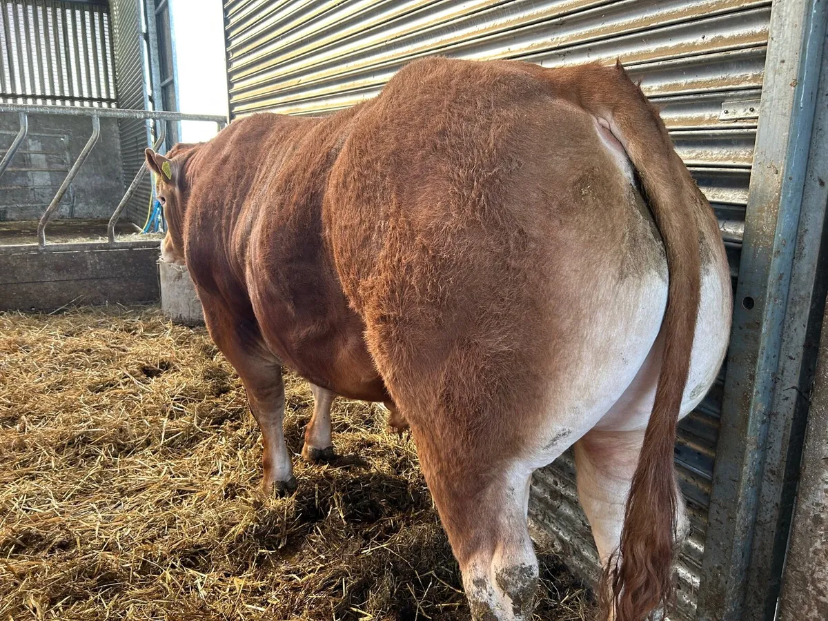 Limousin Bull - Image 4