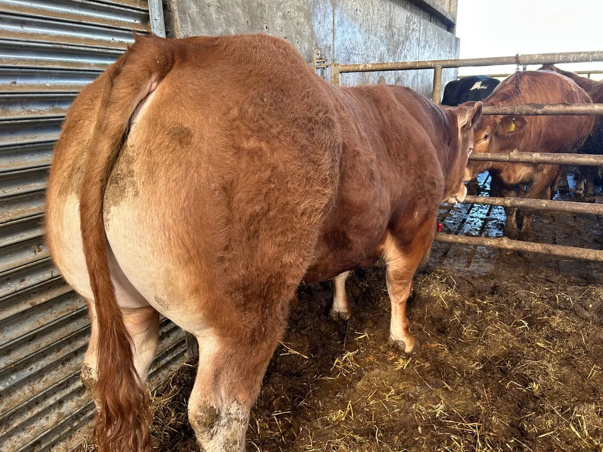 Limousin Bull - Image 1