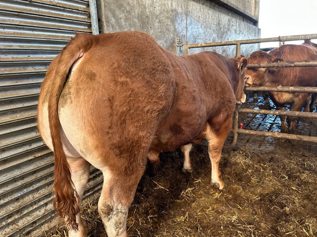 Limousin Bull - Image 2