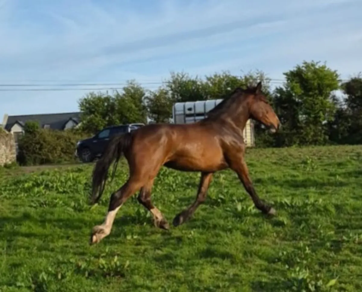 2 year old - Image 1