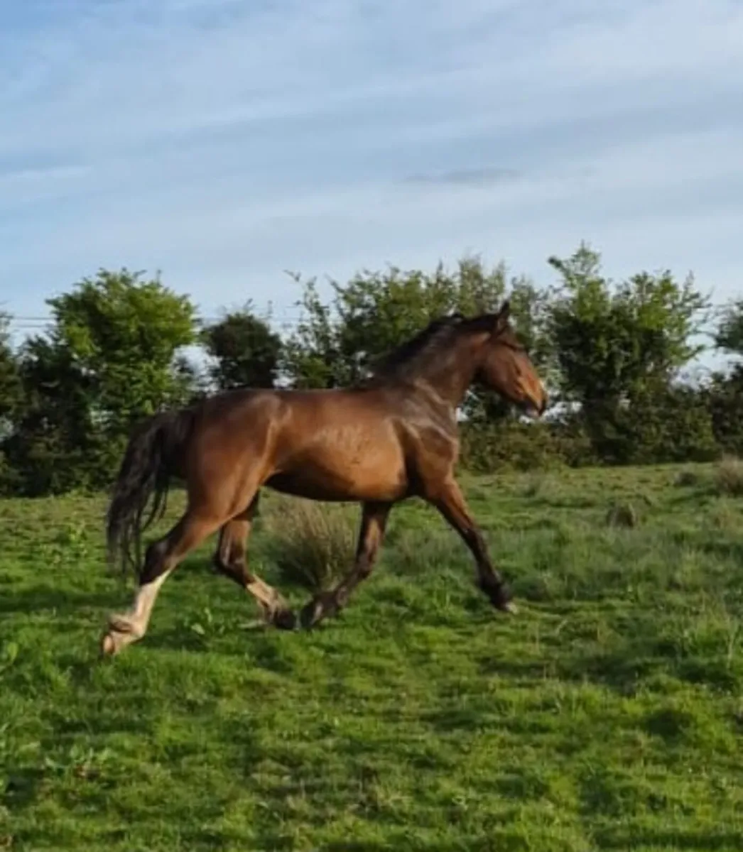 2 year old - Image 2