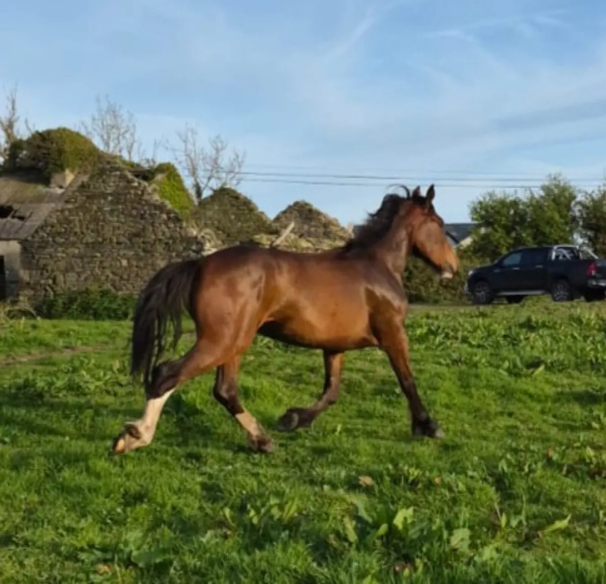 2 year old - Image 3