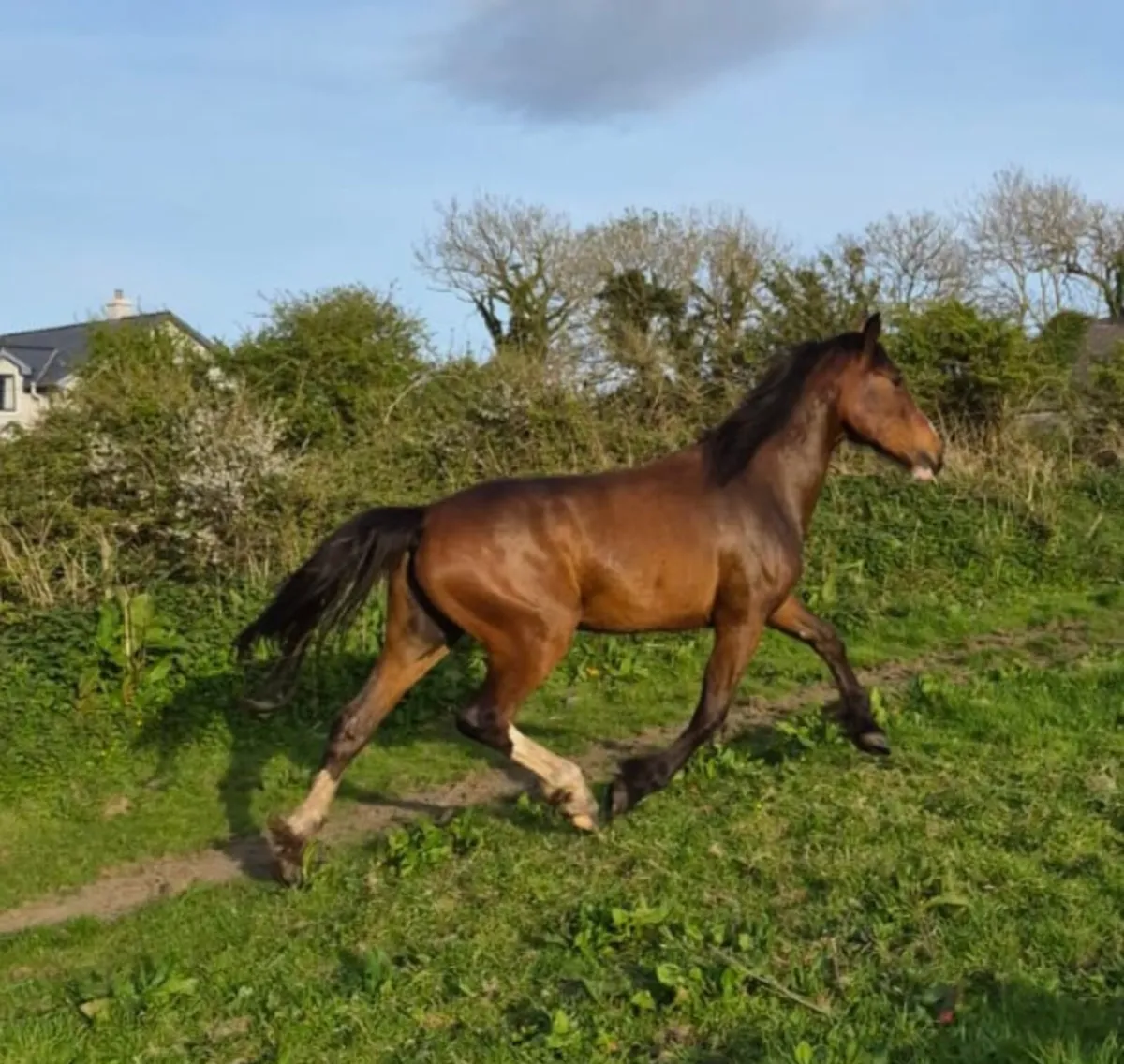 2 year old - Image 4