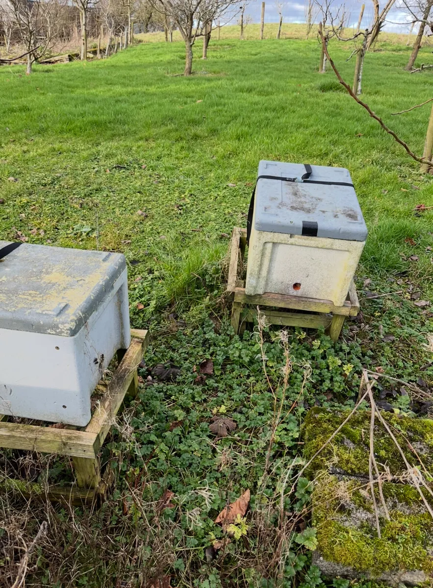 Nuc of Irish bees