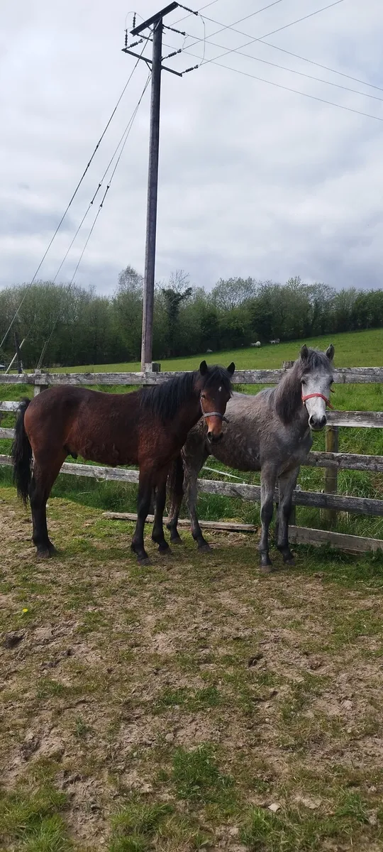 2 Connemara yearling colts - Image 1