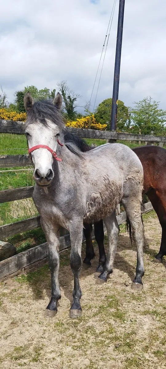 2 Connemara yearling colts - Image 2