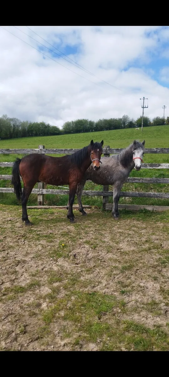 2 Connemara yearling colts - Image 3