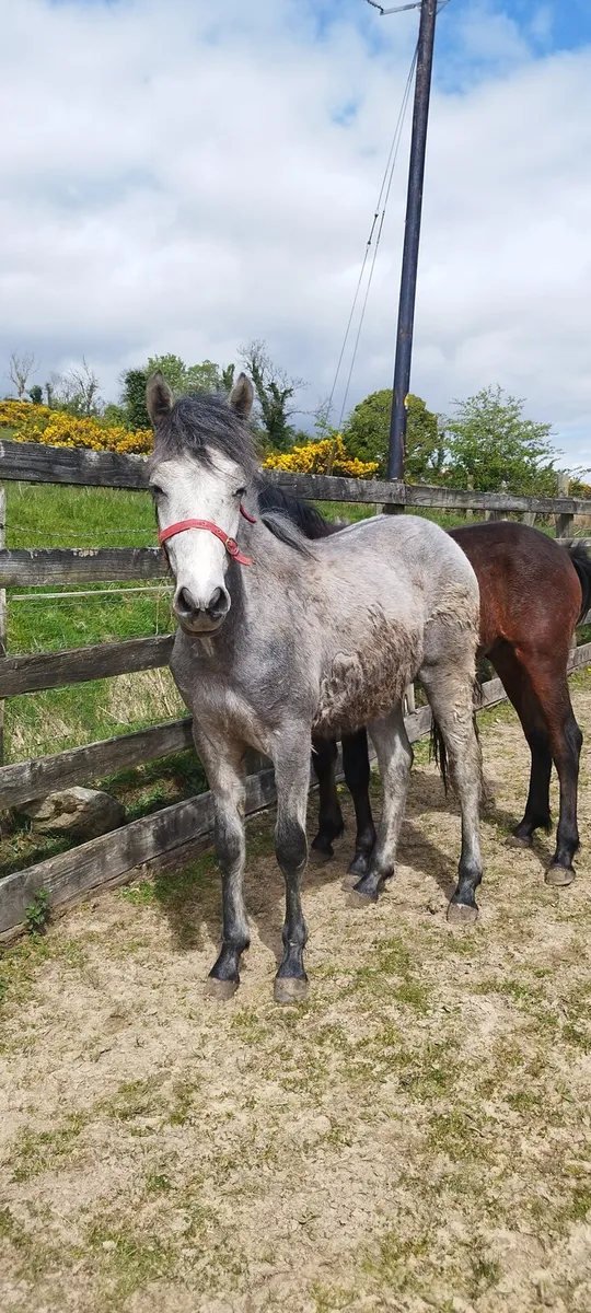 2 Connemara yearling colts - Image 4