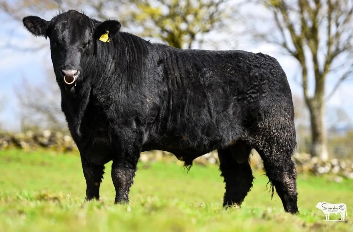 Purebred Angus bulls - Image 1