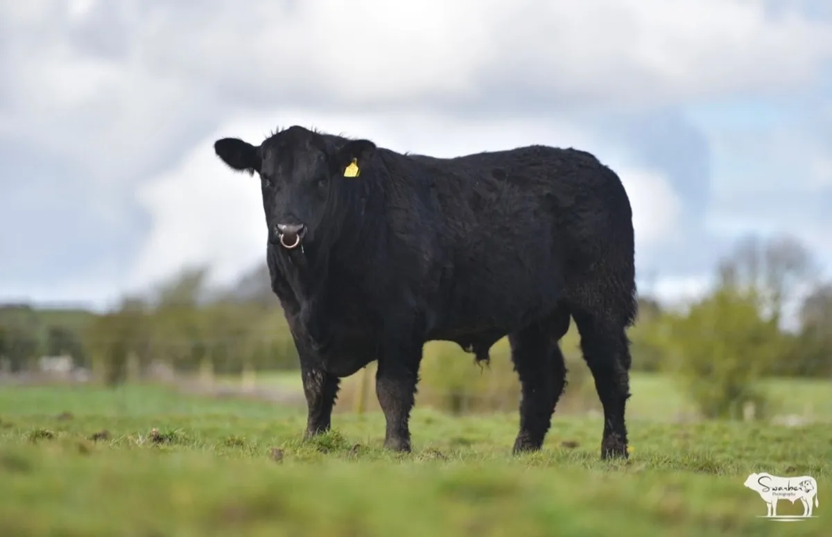Purebred Angus bulls - Image 3