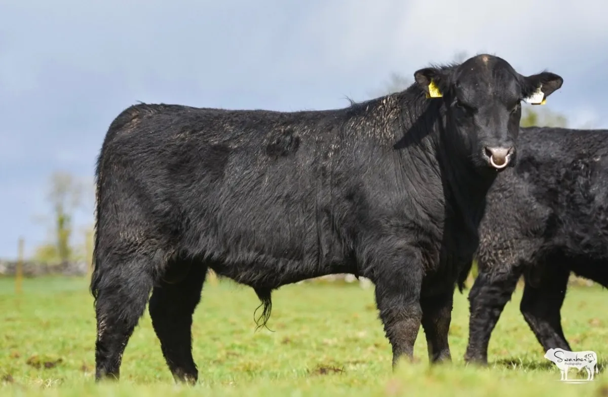 Purebred Angus bulls - Image 4