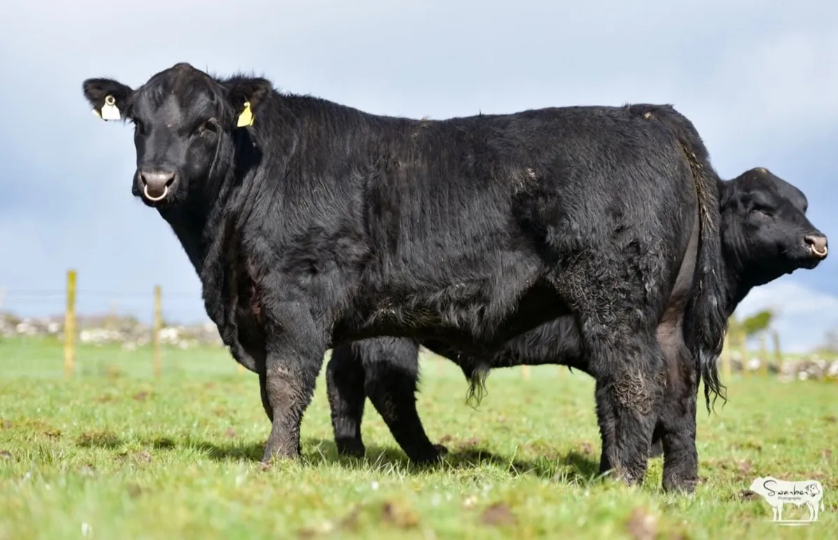Purebred Angus bulls - Image 2