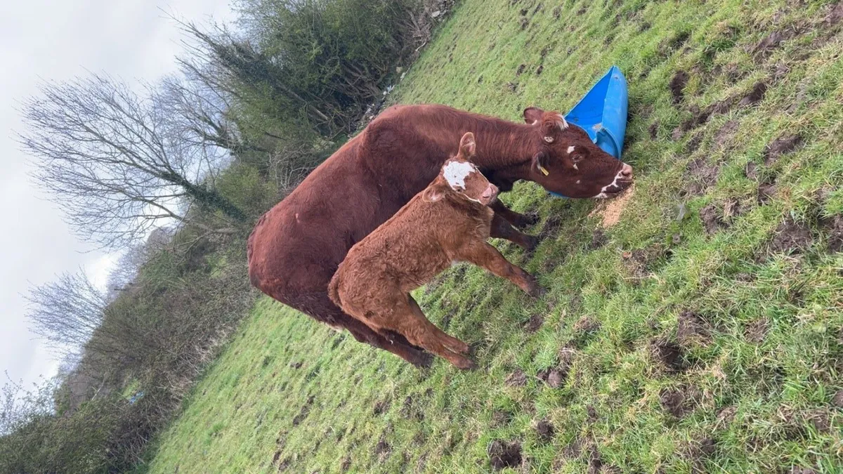 Cow and calf for sale - Image 1