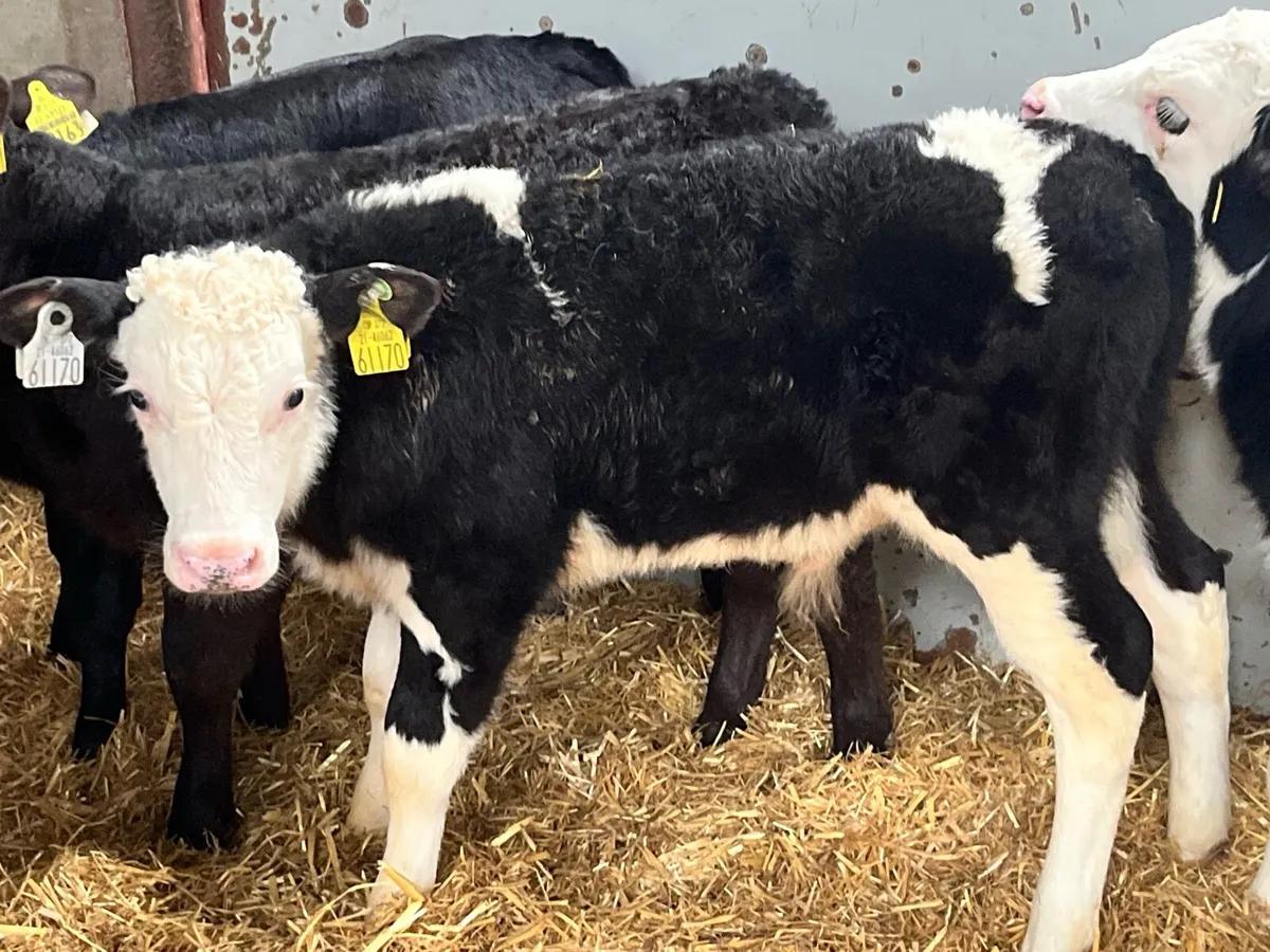 11 Top Grade AA HE CH Bull Calves - Image 1