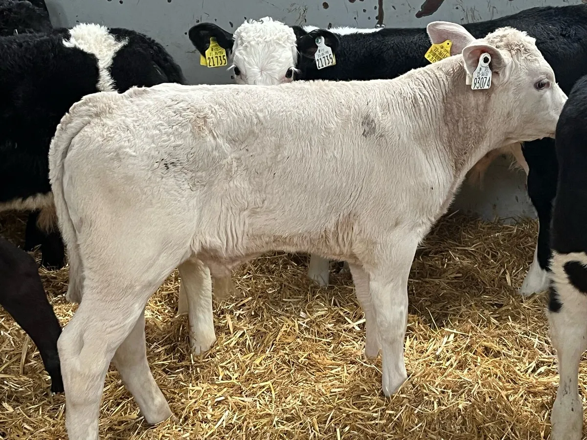 11 Top Grade AA HE CH Bull Calves - Image 2