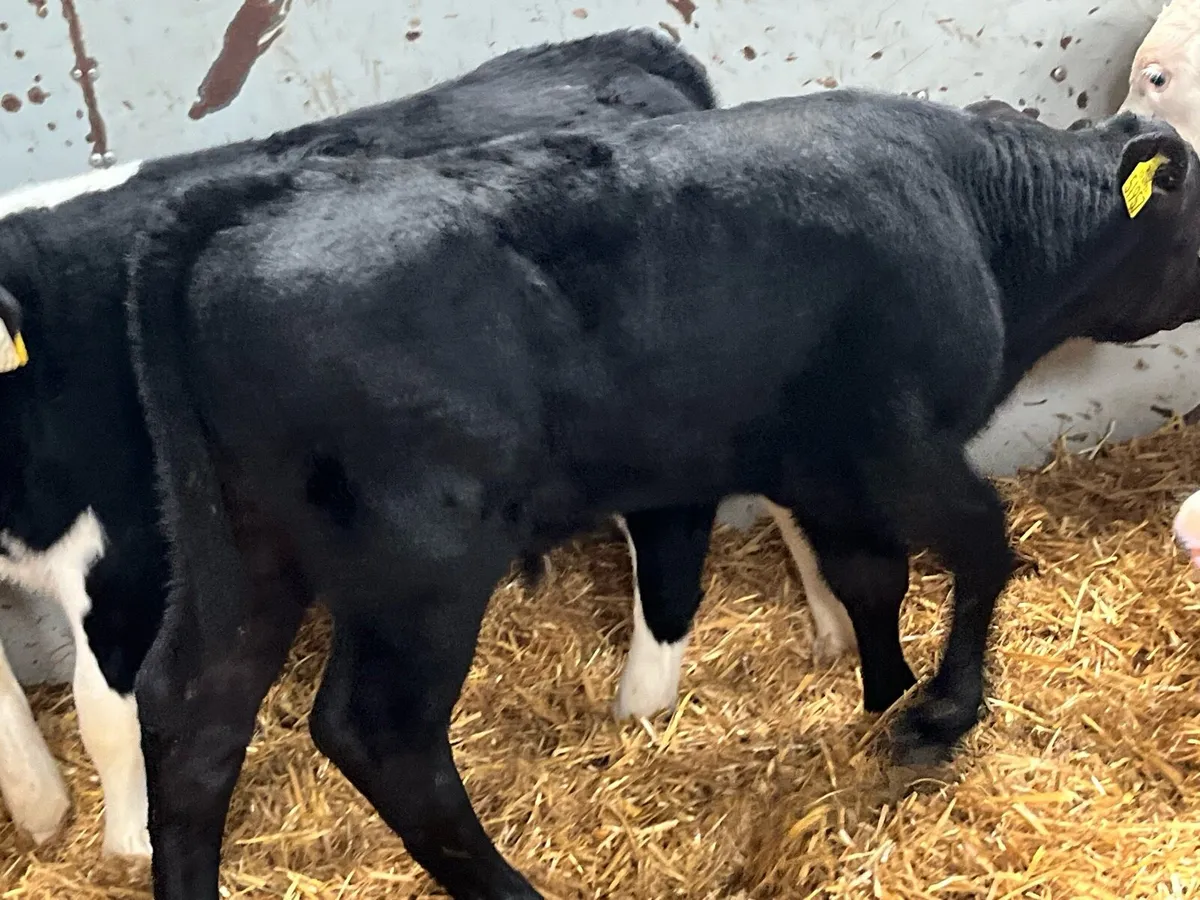 11 Top Grade AA HE CH Bull Calves - Image 4