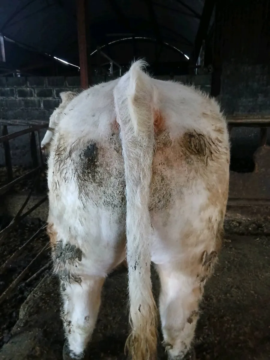 Pedigree charolais bull - Image 1