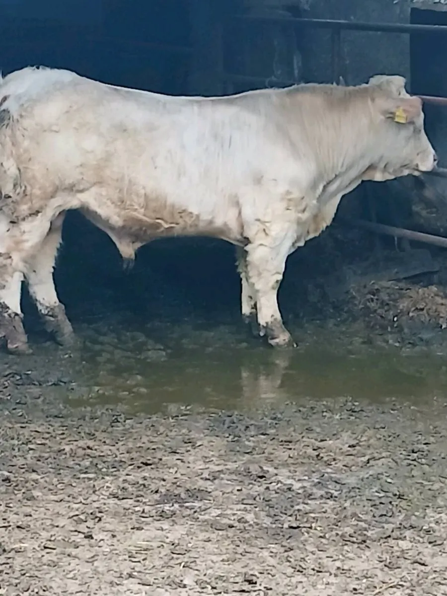 Pedigree charolais bull - Image 2