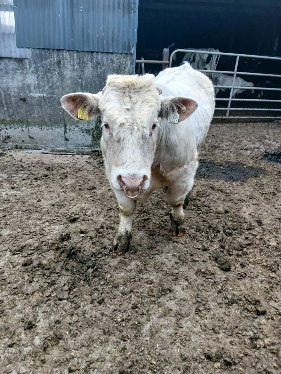 Pedigree charolais bull - Image 3