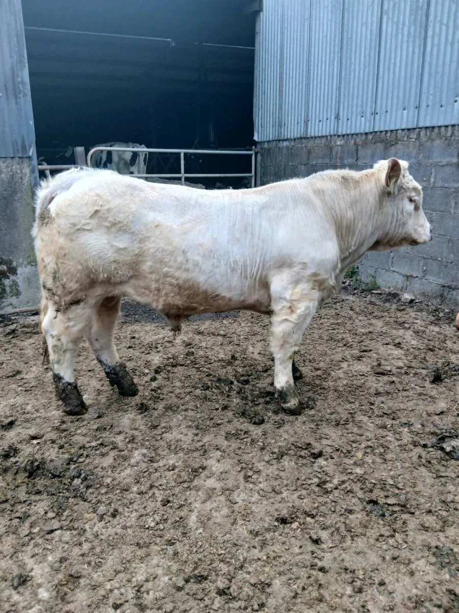 Pedigree charolais bull - Image 4