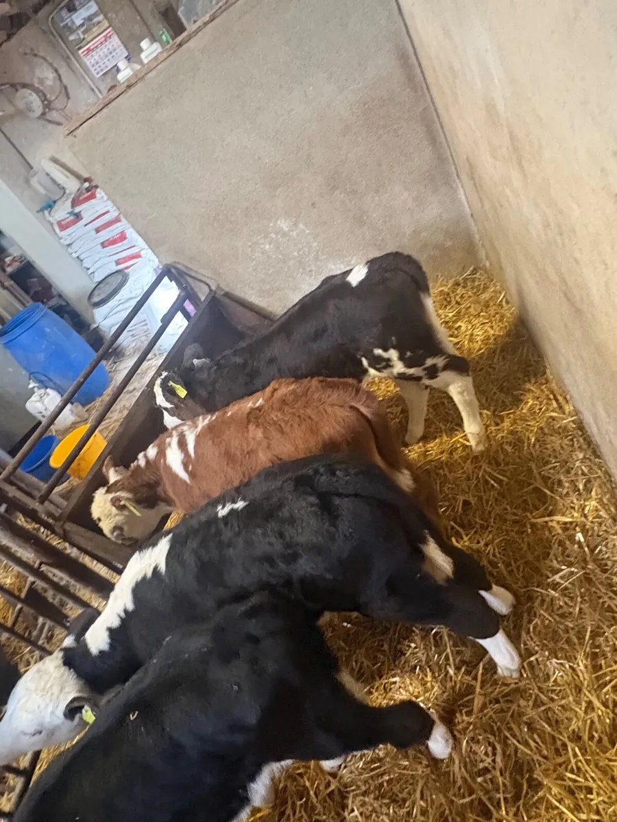Hereford Calves - Image 2