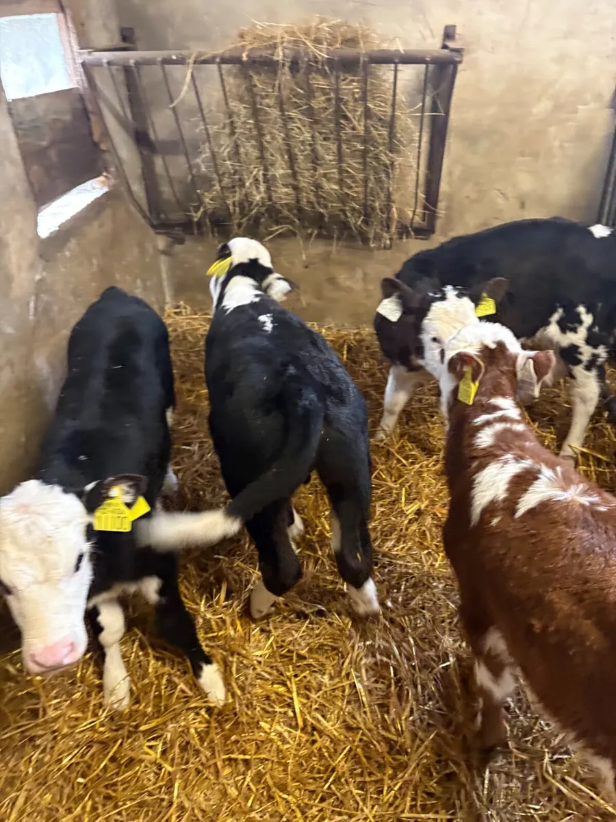 Hereford Calves - Image 4
