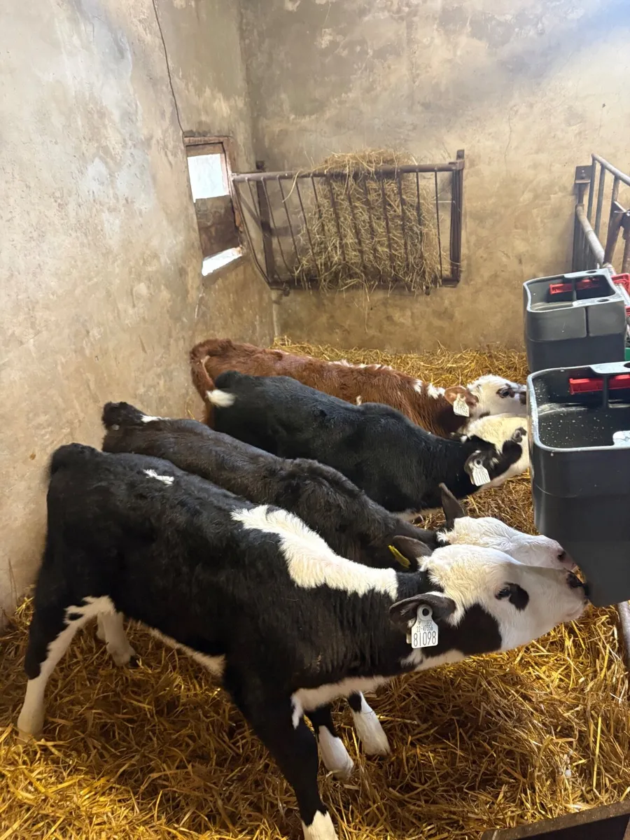 Hereford Calves - Image 1