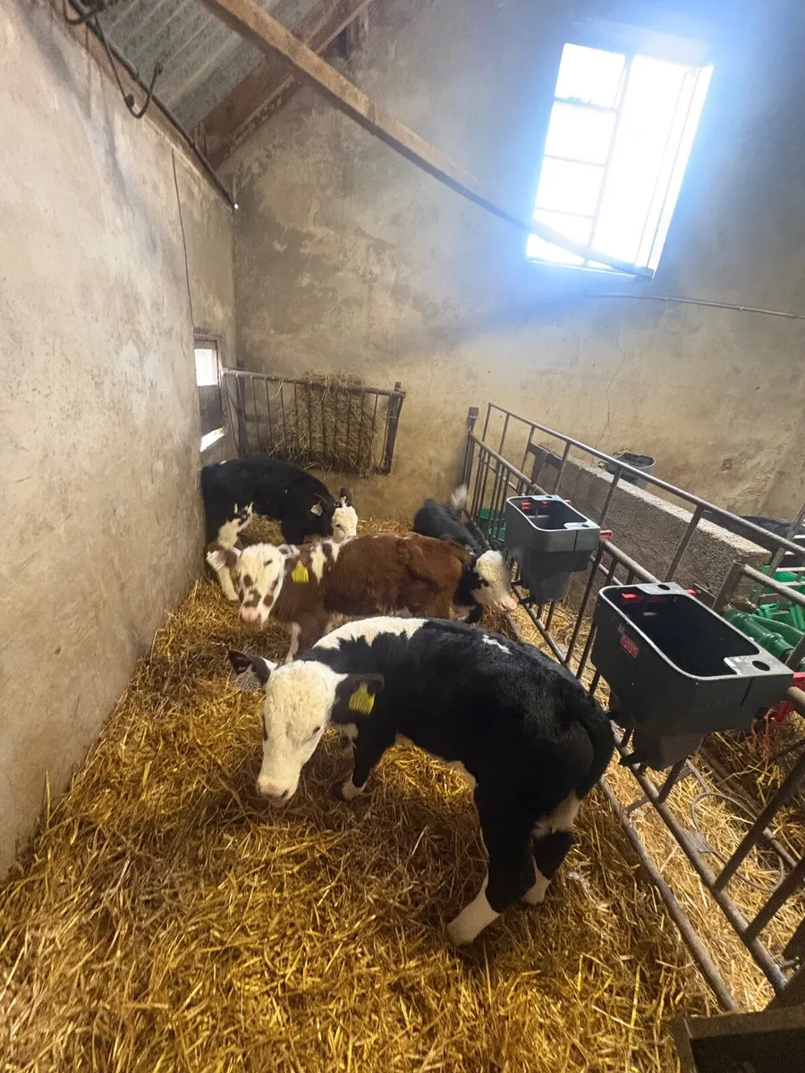 Hereford Calves - Image 3